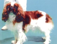 CH. Tyfenn de la grosse roche