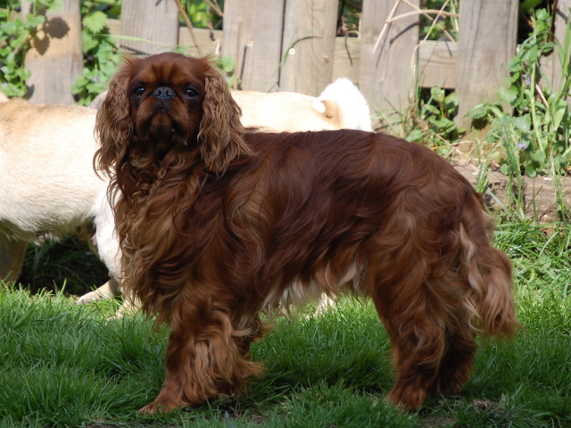 Publication : du Galahyd-Herthala 