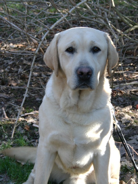 Publication : of elliotson's