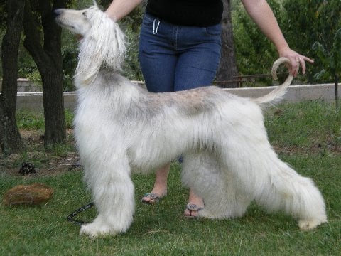 Publication : de la chenaie de Bernagym