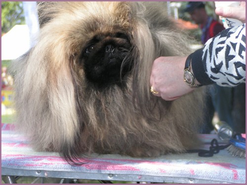 CH. Amour Des fougeres du miaulaure