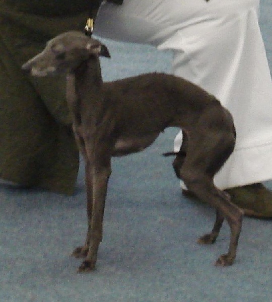 Publication : Little Dragons Auteur : Daniela MEGUET