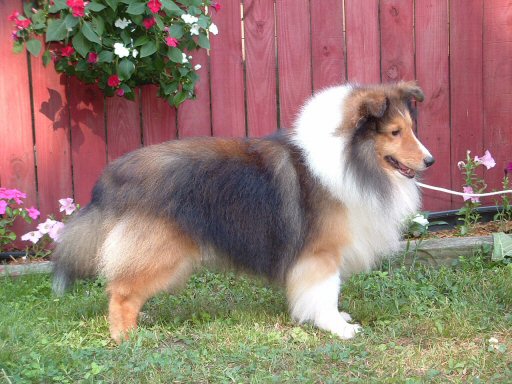 CH. belmar Gold dust