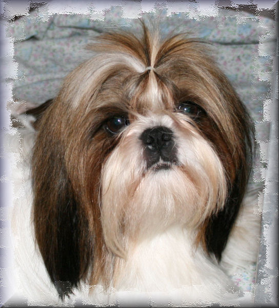 Publication : au Royaume D'Endjy Auteur : Something Else