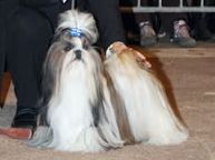 CH. AnyLies colorio shih tzu