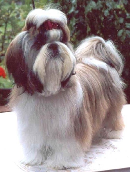 Strawberry Jam colorio shih tzu