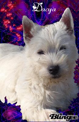 Publication : de Sabres Auteur : Bull De Sabres...