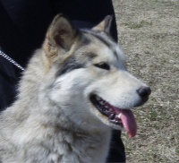 Étalon Alaskan Malamute - Circée okkomut des rives du haut Verdon