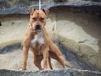 Étalon American Staffordshire Terrier - Banka de l'Oeil du Cyclone