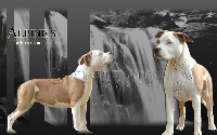 Étalon American Staffordshire Terrier - alpine s fiana Jojo