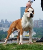 Étalon American Staffordshire Terrier - CH. Sindelar's Oscar