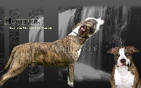 Étalon American Staffordshire Terrier - Hot'Entik Karibbeaan Dogz Diabolo