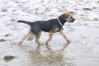 Étalon Border Terrier - CH. Gueville D'jiffy blue