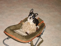 Étalon Boston Terrier - Chanell of darling dog (Sans Affixe)