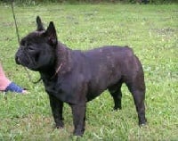 TN200_chiens-Bouledogue-francais-b946cd6a-c9ad-56e4-b192-e4ae8b8a2048.jpg
