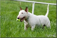 Étalon Bull Terrier - Boskow de Magicbull
