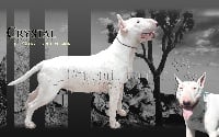 Étalon Bull Terrier - Crystal des guerriers Cathares