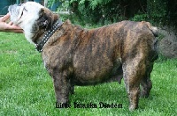 Étalon Bulldog Anglais - Little Tatanka Diadem