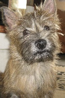Étalon Cairn Terrier - Daisy des leux d'heliante