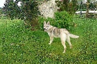 Étalon Chien-loup tchecoslovaque - Daika des bergers aux loups