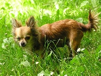 Étalon Chihuahua - Bianca Du Doux Mystère