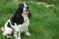 Étalon Cocker Spaniel Anglais - CH. Bea (Sans Affixe)