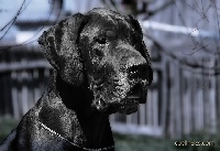 Étalon Dogue allemand - CH. Basti oregon