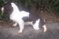 Étalon English Springer Spaniel - Jazz of-Ridersfort