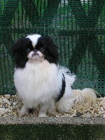 Étalon Epagneul Japonais - Kharma De la vallée sacré