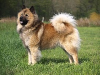 Étalon Eurasier - leiionspitz Yarniér