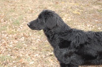 Étalon Hovawart - Denia Du mas allègre