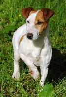Étalon Jack Russell Terrier - Tonic des Cotes Rocheuses