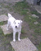 Étalon Jack Russell Terrier - Clara de la Carmelletterie