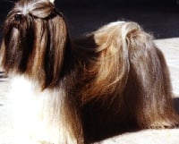 Étalon Lhassa Apso - CH. Pin up 2000 Famous du kham