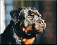 Étalon Rottweiler - Heiko heiko vom hause enzien