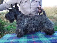 Étalon Scottish Terrier - Unique tweedeldee Des korrigans de fajoma