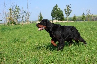 Étalon Setter Gordon - Bisou Du bois de riancey