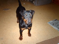 Étalon Terrier de chasse allemand - Dolie du vieux charbonnier