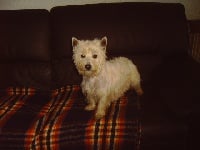 Étalon West Highland White Terrier - Cheyenne Du domaine des lys