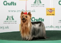 Étalon Yorkshire Terrier - CH. ferranias Kriss