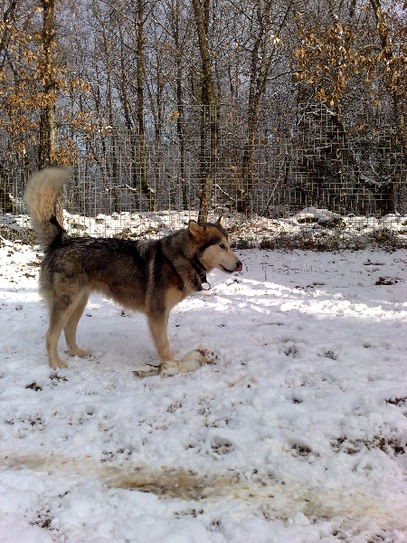 el lobo delgado Banquise