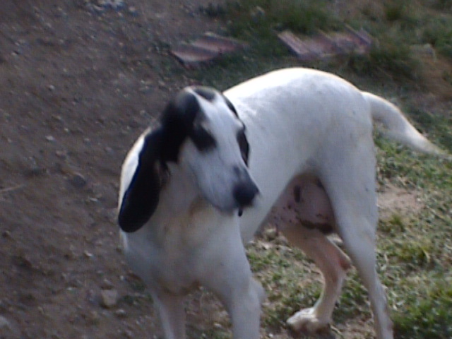 Publication : des bas fonds de la montagnette 