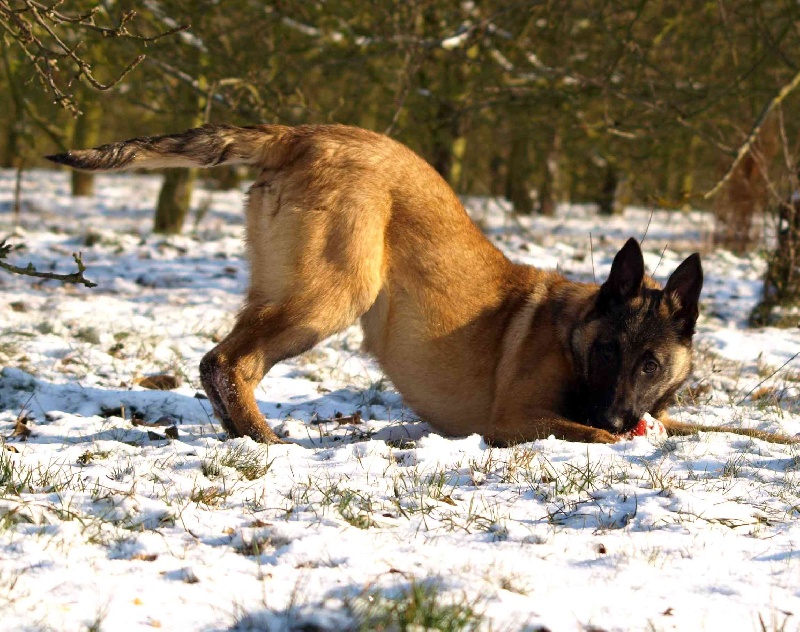 Dynamite Du blason à croix d'argent