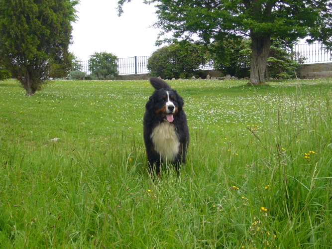 Publication : del Culebre Auteur : Gutierrez Gimeno Leticia