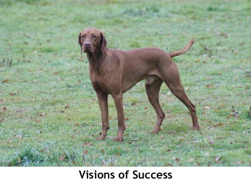 Vision of success (Sans Affixe)