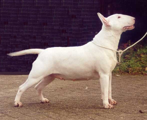 Fineline harvest angel of Kilacabar