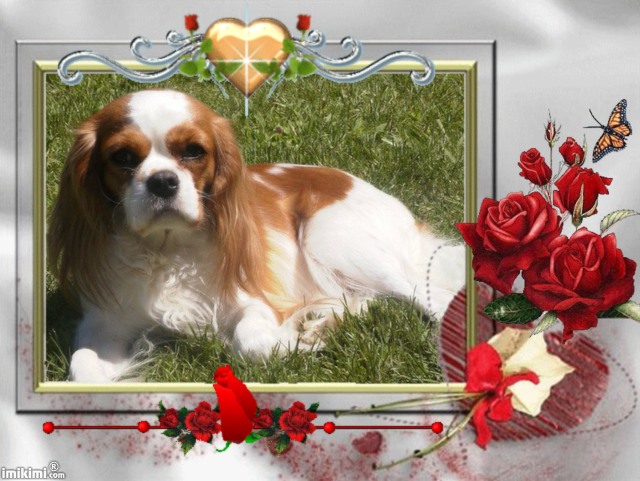 Publication : Des Nobles Ladies' Auteur : Christelle Usanos