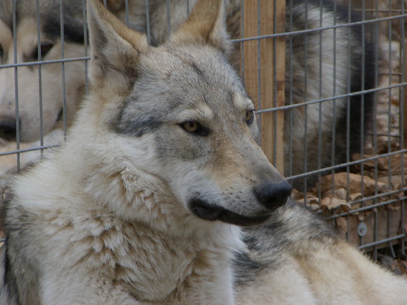 Publication : el lobo delgado 