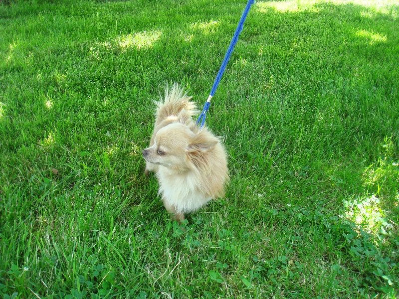 Carlo de l'oustal d'eloi