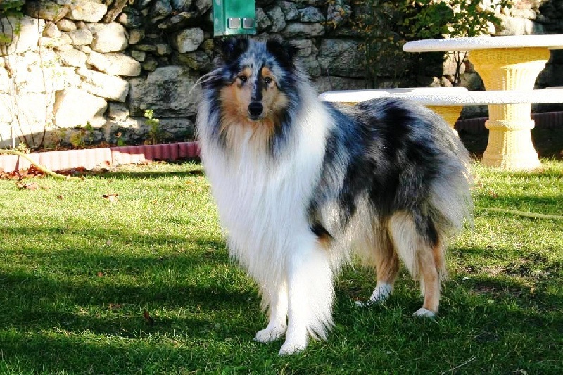 Publication : Of Connemara's Highlands